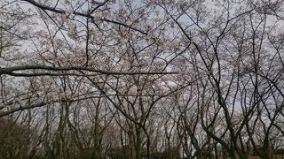 花見にはまだ早かった