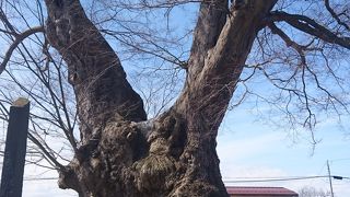 国指定特別天然記念物で大きさに圧倒されます