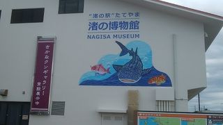 さかなくんギャラリー