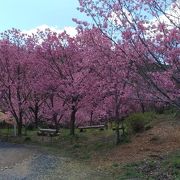 桜が見頃でした。
