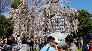 2018.3.25現在桜は満開で綺麗ですが人混みは凄かったです。