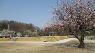 国分尼寺跡にはたくさんのこぶしの木がありました。