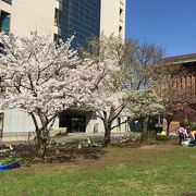 大学なのに花見スポット