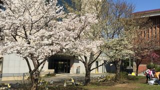 大学なのに花見スポット