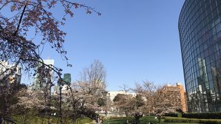 一気に春の光景になりました