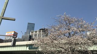 日本橋の前の桜