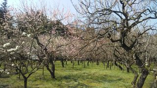 梅の見頃は要確認
