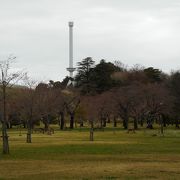 桜の名所でもある公園でした。