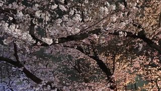 上野公園の桜