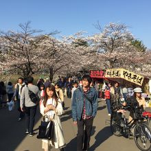 大宮公園の桜と見物客