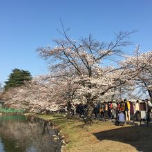 大宮公園の桜