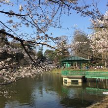 大宮公園の桜と池