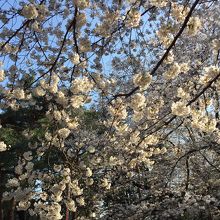 大宮公園の桜