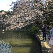 大宮公園の桜