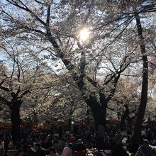 大宮公園の桜と花見客