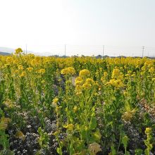 一面の菜の花