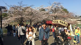 今年も桜の見頃を迎えました。
