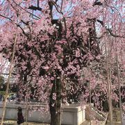 人も少なく桜が見頃でした