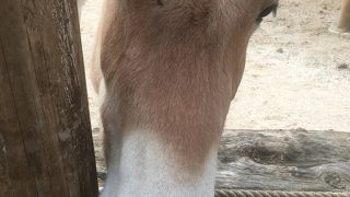 アップダウンのある広大な敷地に動物たちが暮らしています。