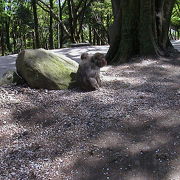 猿とゆっくりご対面。