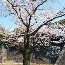 皇居のお堀のそばの桜