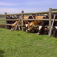 牧場の牛、この牛乳が濃厚だった。