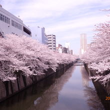 桜が川を覆う様にせり出しています