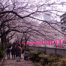 遊歩道は桜が覆っている