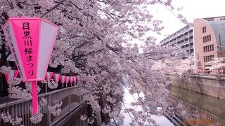 桜満開