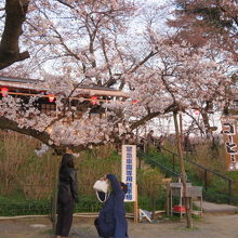 桜並木がすごいです