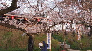 多くの人がお花見を楽しんでいました