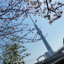 スカイツリーと桜