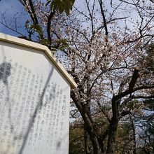 桜も咲いてました