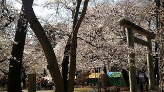 桜が美しい公園