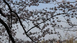 桜の季節におススメ