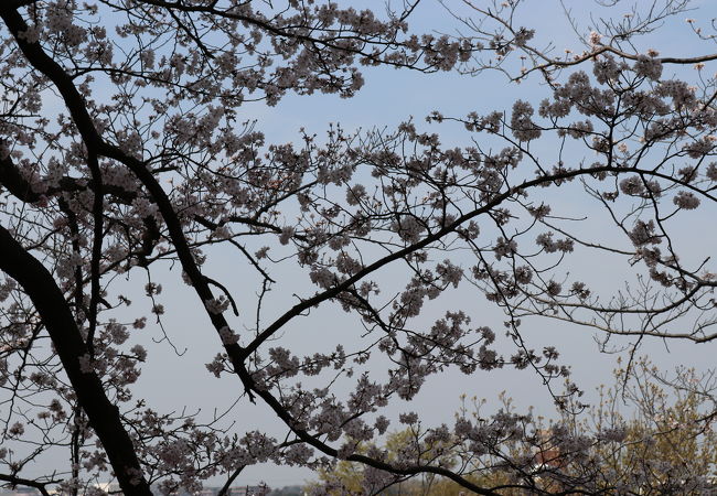 桜の季節におススメ