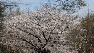桜の季節におススメ