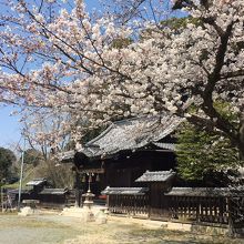 河守神社と桜