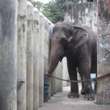 マニラ動物園