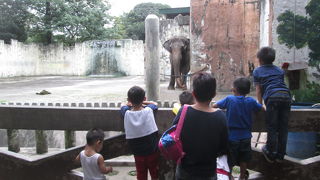 マニラ動物園のゾウ