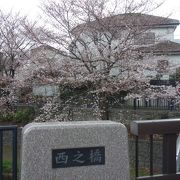 川沿いの桜が咲き始めていました