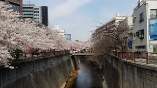 橋が多いので桜を見るスポットも多い