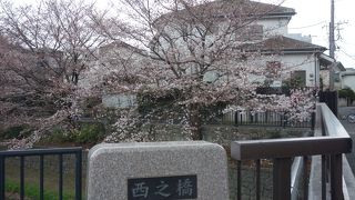 川沿いの桜が咲き始めていました