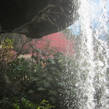 滝の裏側から梅を見ることができます