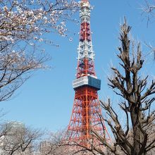 東京タワーと桜