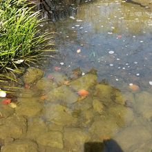 宇宙メダカが泳ぐ