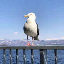 エサを待つカモメ