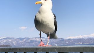 カモメと一緒に洞爺湖汽船