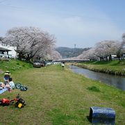 春には音羽川堤に桜並木