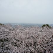 桜越し三河湾の展望